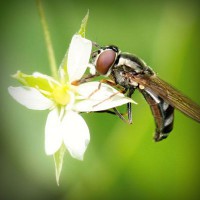 /album/zwisconsbuna/photolia-a02-jpg/