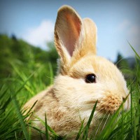 /album/zwisconsbuna/photolia-a03-jpg/